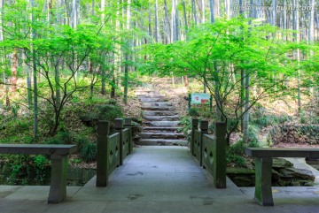 竹林小路