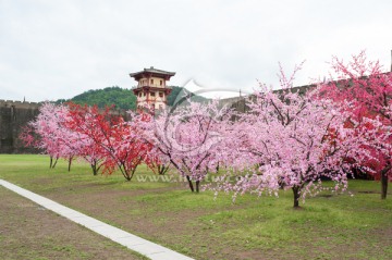 桃花盛开