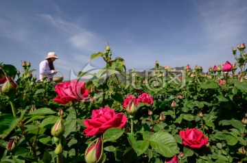 花田里采摘玫瑰花的女孩