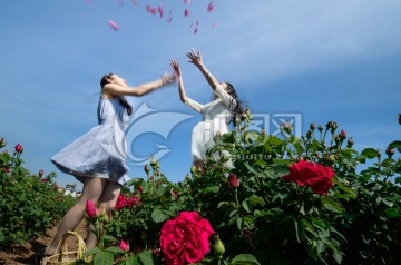 玫瑰花海中抛洒花瓣雨的女孩