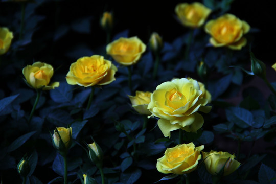 花 鲜花 花卉 玫瑰 爱情