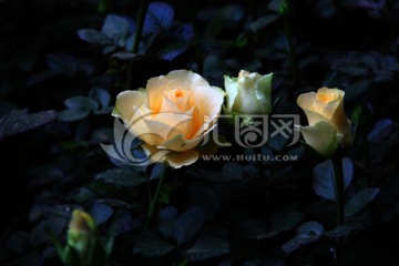 花 花卉 蔷薇 蔷薇科 玫瑰