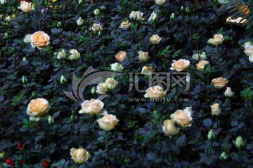 玫瑰花丛 花丛植物 植物园