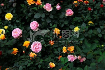 蔷薇 花朵 花草花语