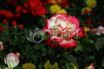 玫瑰 花卉 鲜花