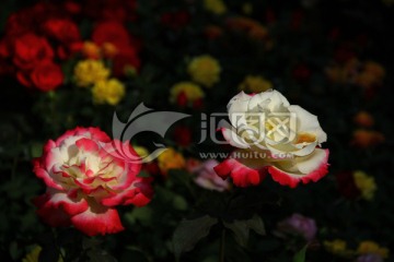 花朵 花海 庄园 玫瑰花 红玫