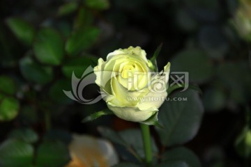 玫瑰花 蔷薇科 黄色玫瑰
