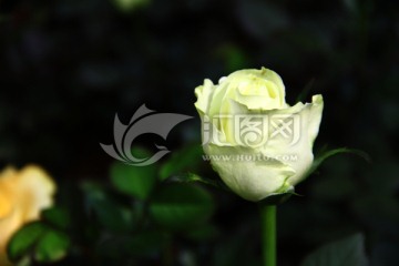 黄色玫瑰