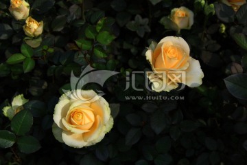 玫瑰 花 鲜花 花卉 月季