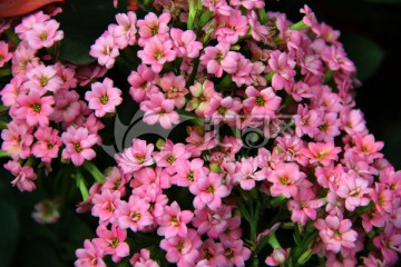 粉红小花