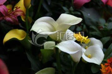 白色马蹄莲 马蹄花