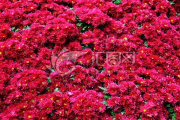花 红花 花卉 花草