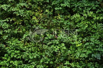 草丛 木本植物 植物背景 绿色
