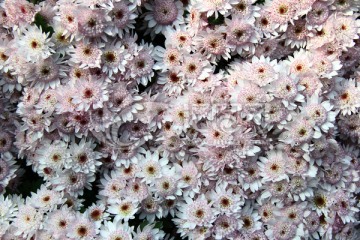 小黄菊 菊花丝 白菊 粉红菊花