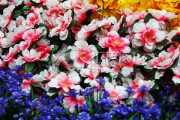 花海 花背景 花园 鲜花