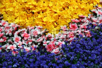 黄色 菊花蕾 菊花瓣 黄菊花