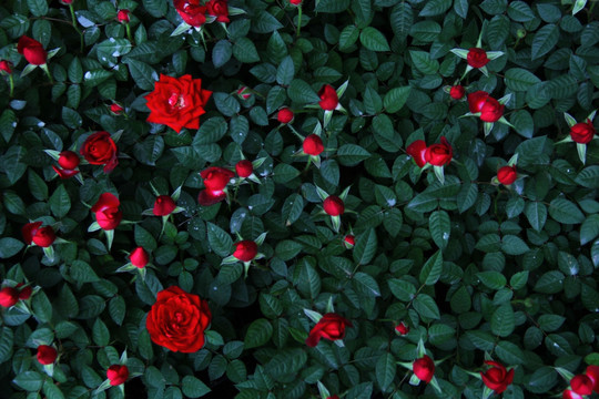 蔷薇花