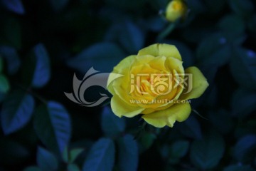 花 花卉 蔷薇 蔷薇科