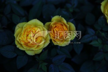 玫瑰 花 鲜花 花卉 月季