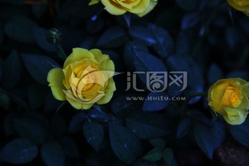 黄玫瑰 黄色月季 蔷薇 蔷薇科