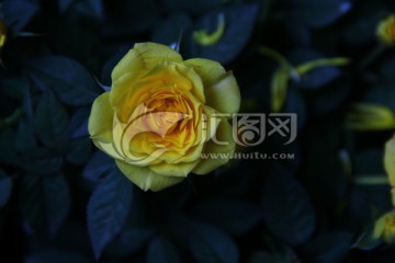 蔷薇科 玫瑰花 鲜花 花卉