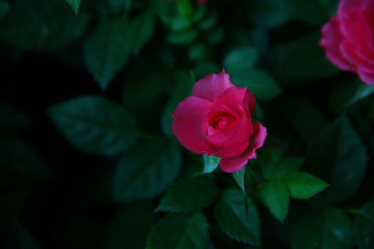 花 花卉 牡丹 红花 植物