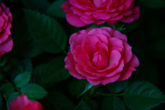 花 花卉 牡丹 红花 植物