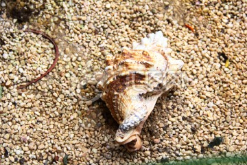贝壳 沙滩 大海 海螺 贝类