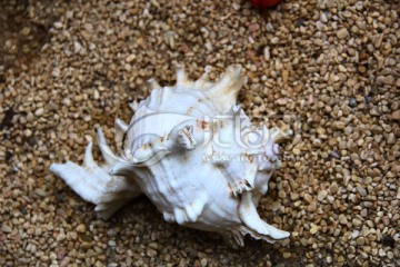 大海生物 贝壳空壳 海螺沙子