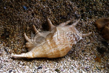 大海生物 贝壳空壳 海螺沙子