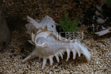 贝壳 沙滩 大海 海螺 贝类
