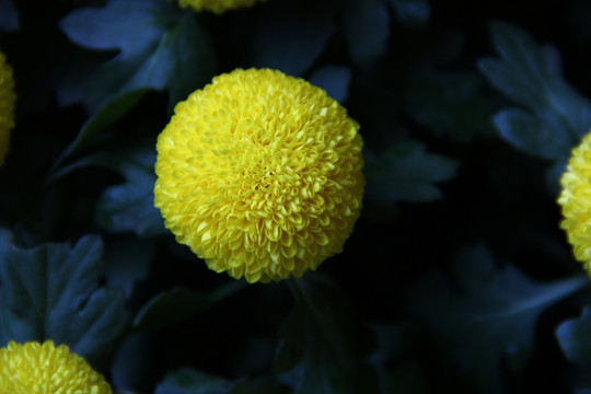 黄球花