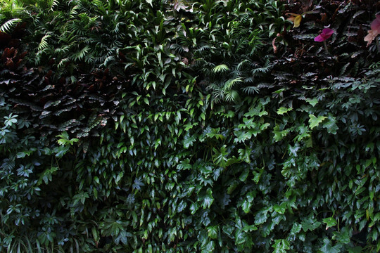 植物墙 植物背景 绿叶背景