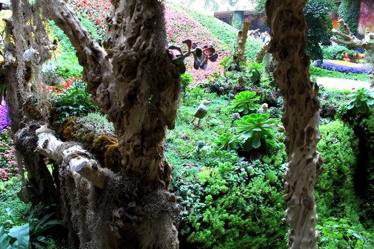 枯木 枯树 植物 朽木蘑菇