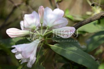 山花浪漫