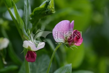 豌豆花