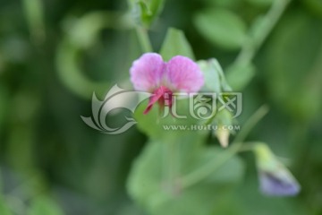 豌豆花