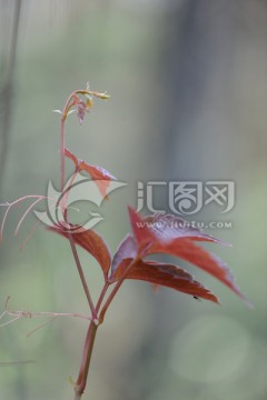 藤蔓
