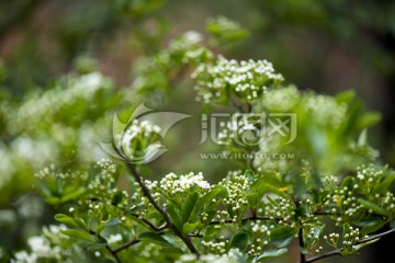 山花浪漫