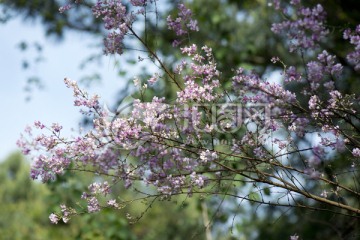 山花烂漫