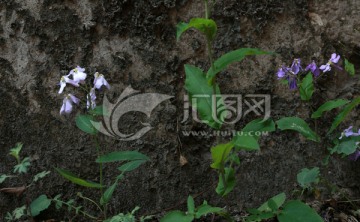 绿色植物