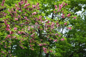 桃花绿树背景