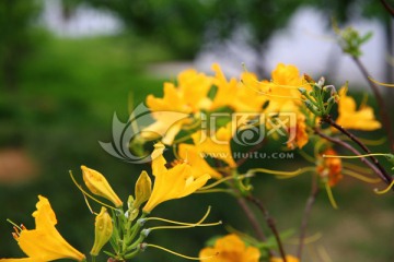 黄色杜鹃花