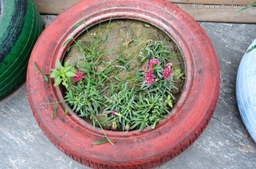 轮胎花盆盆栽
