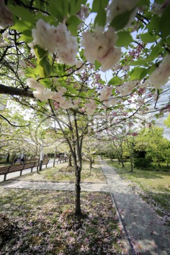 张江樱花树