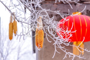 雾淞