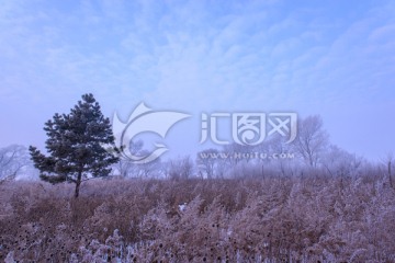 雾淞