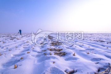 雪原