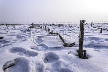 雪原
