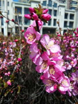 粉色树花